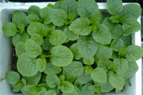 Rau mồng tơi chữa đau nhức xương khớp, giúp vết thương mau lành