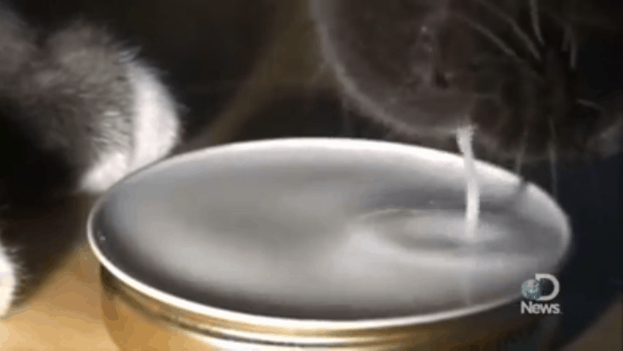 Cách mèo dùng lưỡi để uống nước