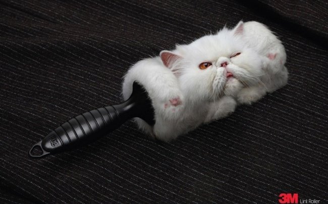 Quảng cáo chổi quét lông vật nuôi 3M