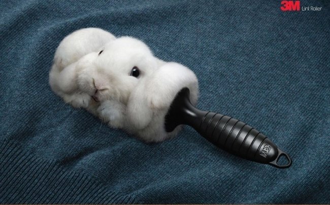 Quảng cáo chổi quét lông vật nuôi