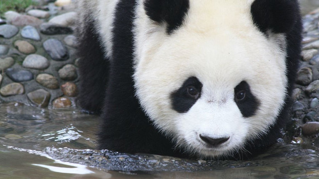 Gấu trúc khổng lồ có thể có nguồn gốc từ Châu Âu