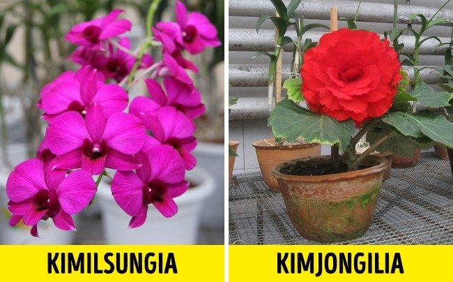 Hoa Kimilsungia và hoa Kimjongilia