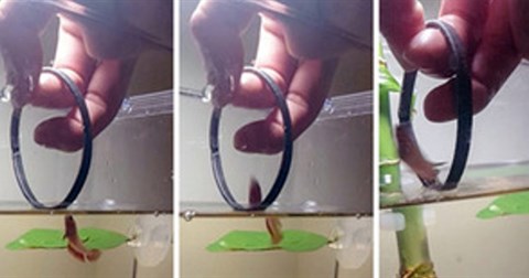 Tròn mắt xem cá cảnh "diễn xiếc" nhảy qua vòng trên mặt nước
