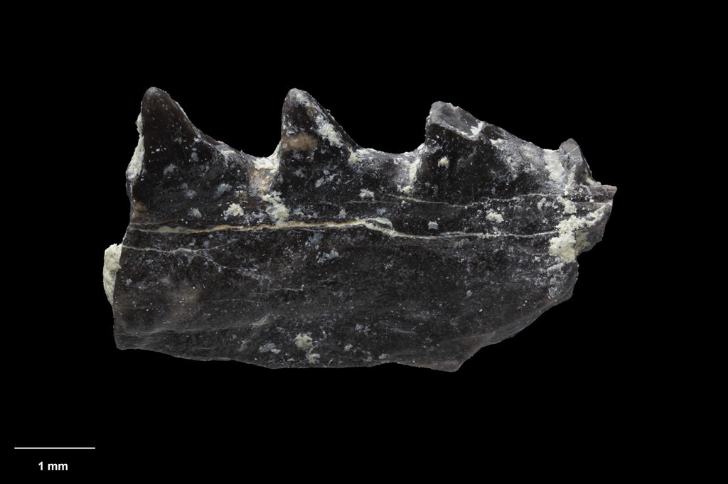 Các nhà khoa học đã thu thập được hàng trăm loài hóa thạch, từ các loài sống ở trên cạn cho tới các loài sống vùng nước nông 