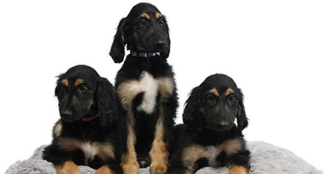 Các nhà khoa học tái nhân bản thành công chú chó nhân bản vô tính đầu tiên trên thế giới