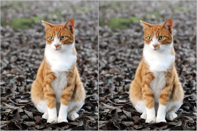 So sánh hai hình ảnh