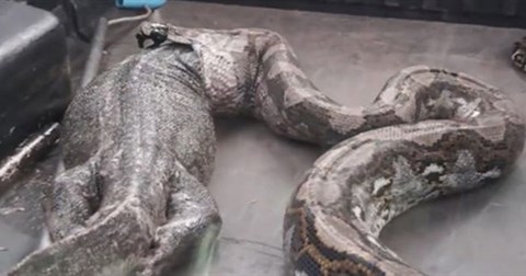 Trăn nôn ra kỳ đà dài 1,5 mét khi được giải cứu