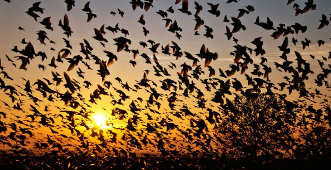 Hiện tượng bí ẩn chim "tự sát" tập thể