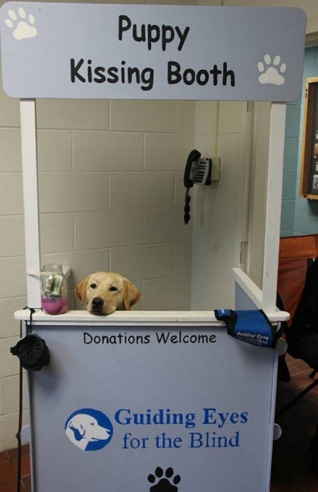 Một điểm dễ thương cho việc hướng dẫn chó