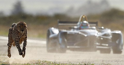 Báo săn đua với xe đua công thức, chiến thắng thuộc về ai?