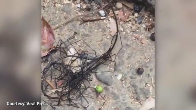 "Vi khuẩn ngoài hành tinh" được ghi lại trong video