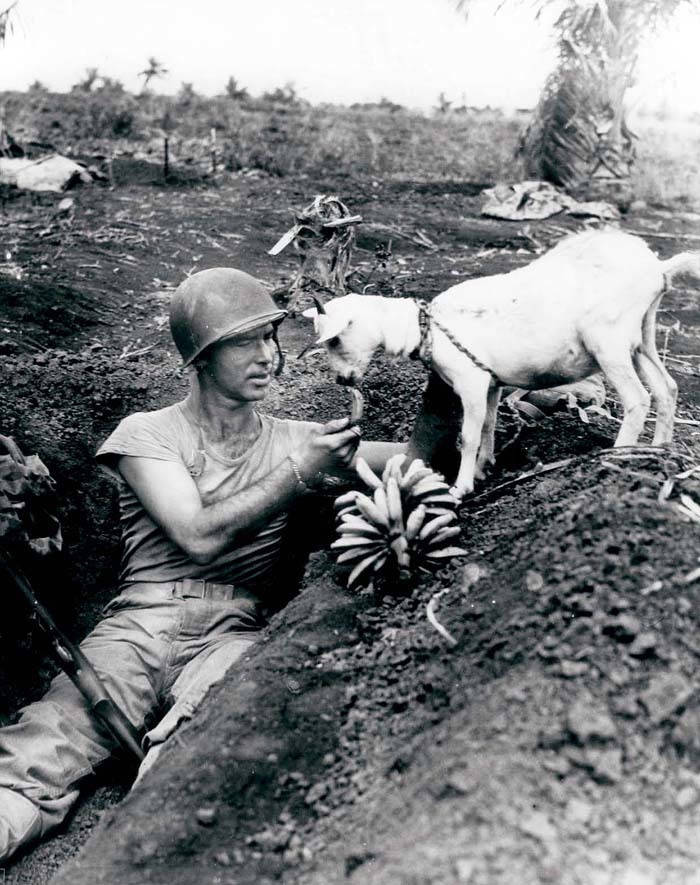 Một người lính cho chú dê nhỏ ăn những trái chuối trong thời gian diễn ra trận Saipan