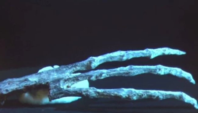 "Bộ xương người ngoài hành tinh" được tìm thấy ở Peru 4