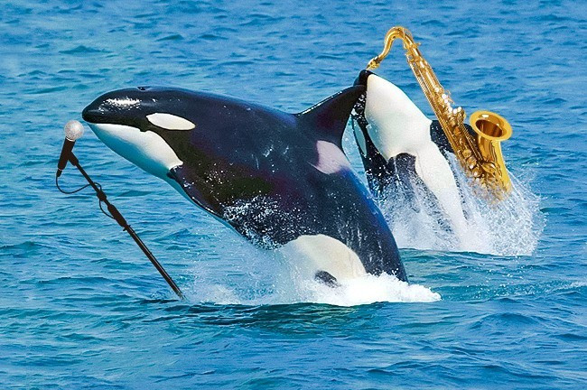 Các bài hát cá voi có âm thanh như nhạc jazz