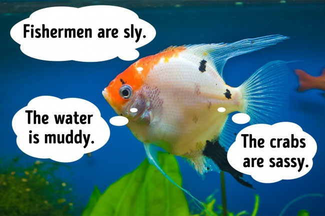 Cá cũng có cảm xúc