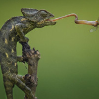 8 bức ảnh thiên nhiên đẹp nhất tháng 11 do National Geographic bình chọn