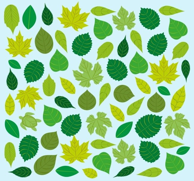 Hãy tìm một chú rùa đang ẩn náu trong đám lá