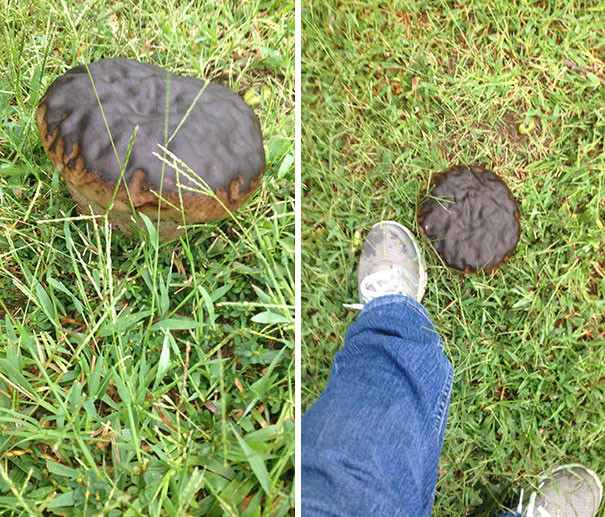 Nấm hình thù miếng Donut sô-cô-la hấp dẫn