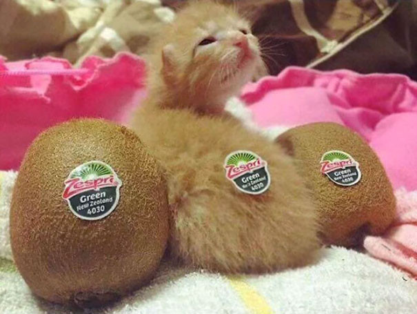 Đâu là kiwi, đâu là mèo?