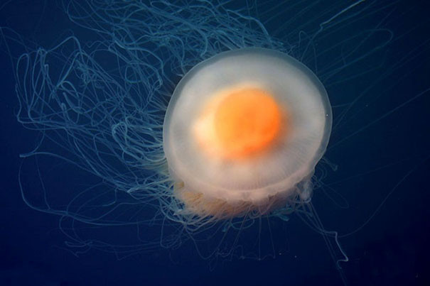 Quả trứng ốp la Fried Egg Jellyfish khổng lồ dập dềnh trên mặt nước