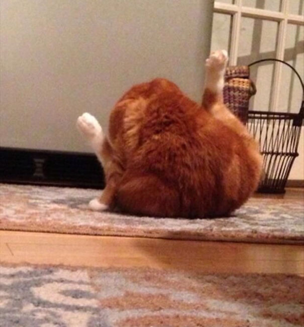 Chú mèo này trông giống con gà qquay nhỉ!