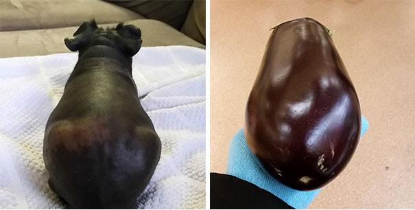 Khi chú heo con trông y xì củ cà tím