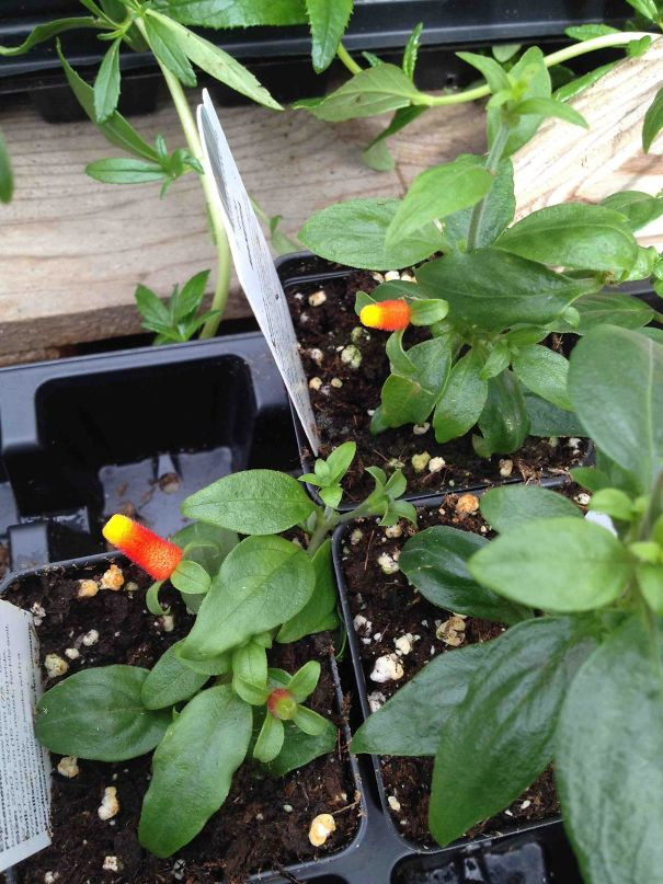 Những bông hoa kỳ lạ giống với kẹo ngô