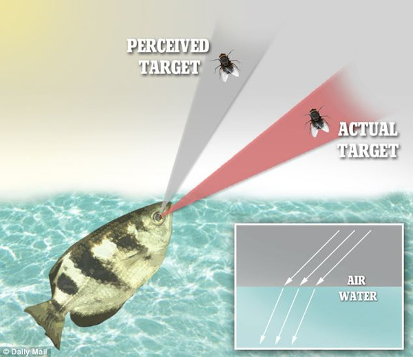 Phương pháp săn mồi của cá cung thủ rất tinh vinh