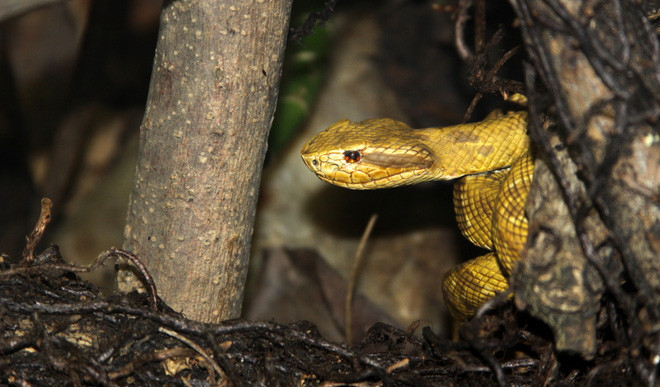 Rắn hổ lục đầu vàng 