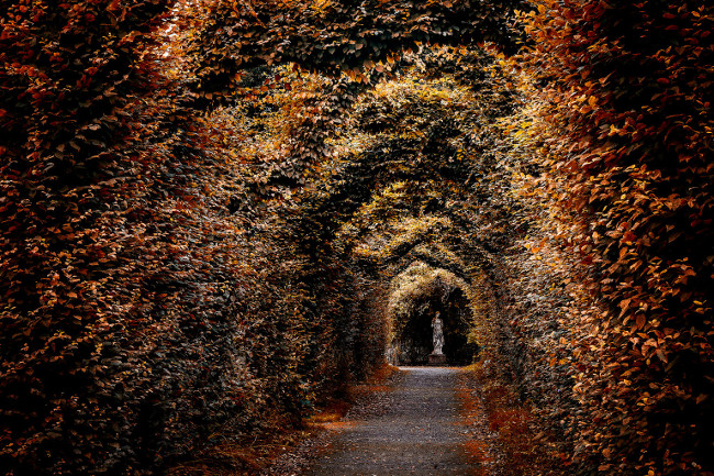 Bức ảnh “Alley at Birr Castle” của nhiếp ảnh gia Vladimir Polivanov