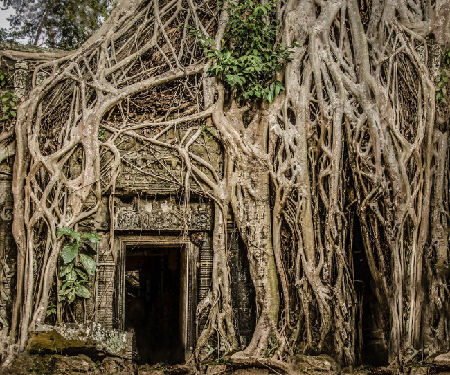 Bức ảnh “Trees take over the temples at Angkor Wat” của nhiếp ảnh gia Kira Morris