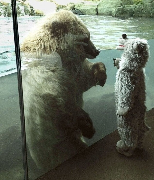 "Cậu bé gấu ơi, chúng mình kết bạn nhé?"