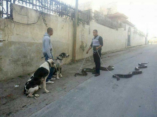 Dắt chó đi dạo bây giờ xưa rồi ông bạn