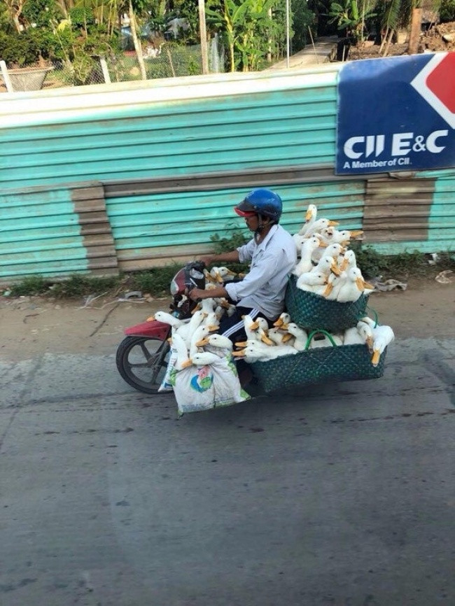 "Gấp lắm rồi anh xế ơi, làm ơn đưa chúng tôi đến cái ao gần nhất!"