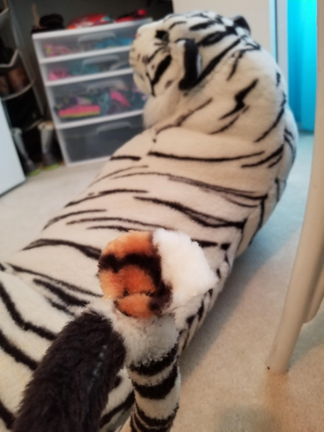 Chú hổ trắng cỡ lớn mà con gái tôi giành được từ lễ hội được nhồi bởi... một chú hổ nhỏ hơn?