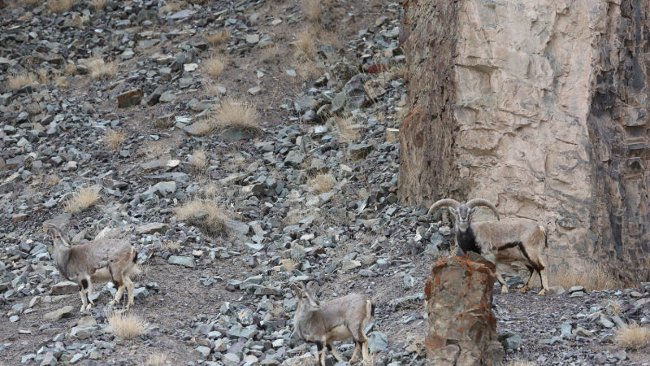 Bạn có thấy con báo đang được cộng đồng mạng tìm kiếm nhiều nhất nằm ở đâu trong bức ảnh không?