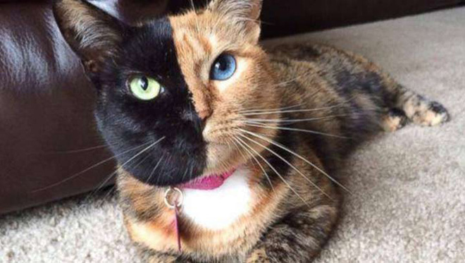 Cô mèo Quimera đến từ Argentina, với khuôn mặt chia làm 2 nửa, mỗi bên có một màu lông và mắt khác nhau 