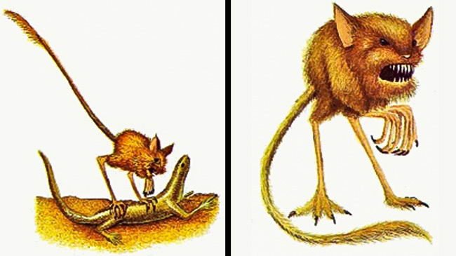 Quỷ nhảy nhót Daemonops rotundus