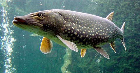 Cá chó tìm mọi cách dìm chim lặn xuống nước để ăn thịt nhưng bất thành