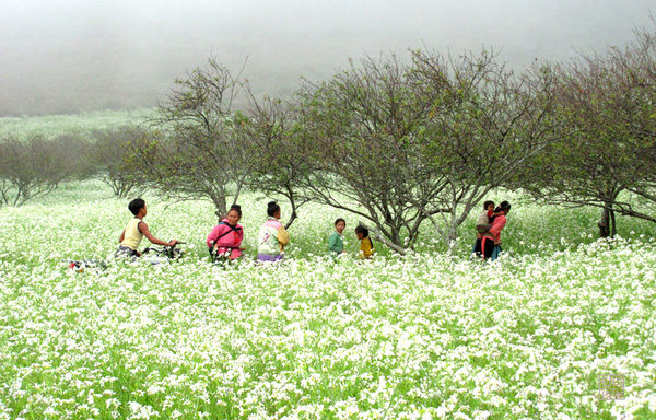 Khoảng tháng 11, tháng 12 hàng năm là thời điểm hoa cải trắng ở Mộc Châu nở rộ nhất