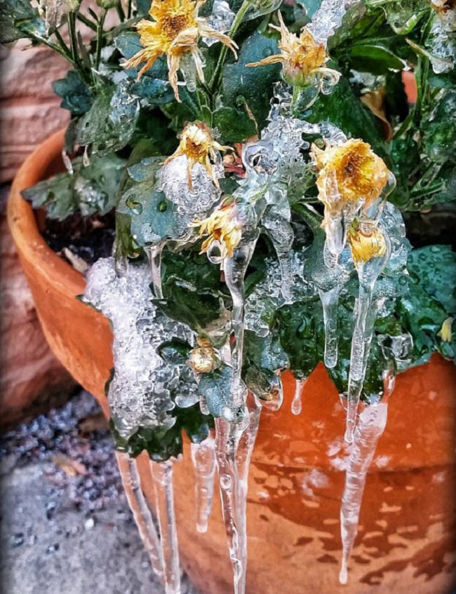 Nhũ thạch rủ xuống từ những bông hoa 