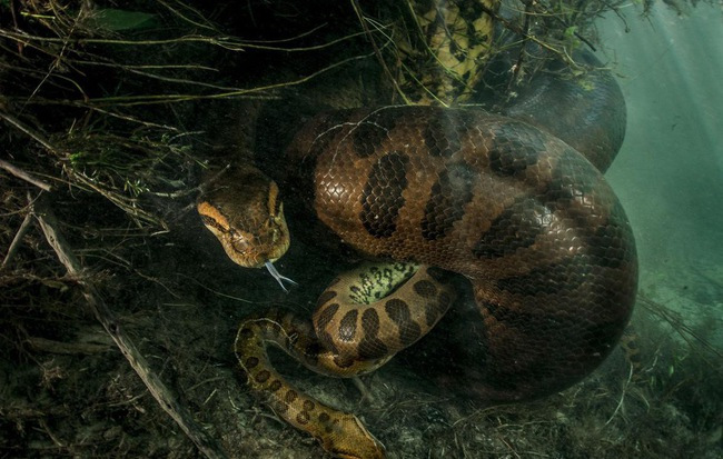 Trăn Anaconda cái siết trăn đực đến chết sau màn “mây mưa”