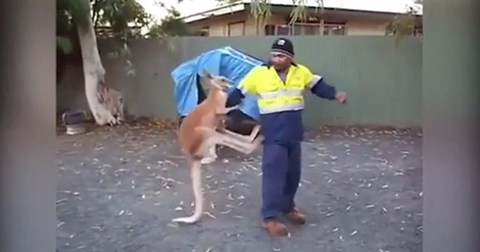 Kangaroo hiếu chiến lao vào đánh nhau với người đàn ông trên đường phố Australia