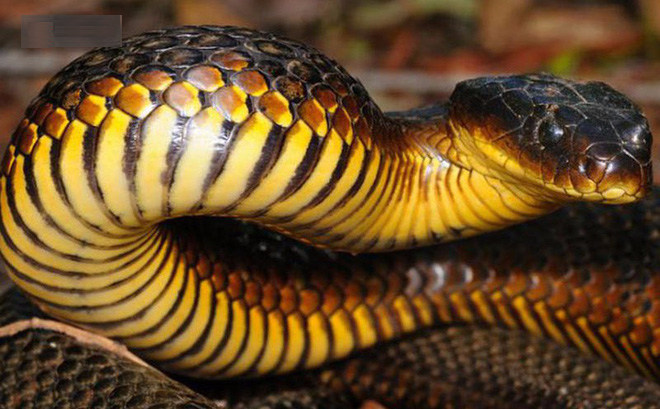 Rắn hổ là loài rắn độc thứ 3 của Úc