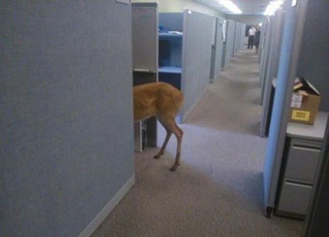 Đây có phải là đồng nghiệp mới của tôi?