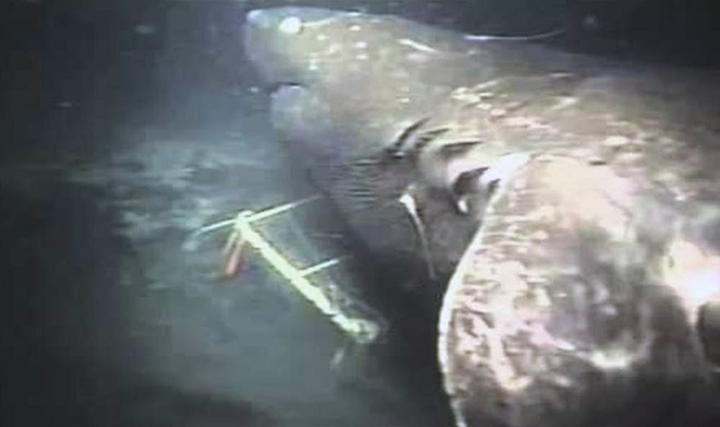 Cá mập bí ẩn có kích thước khổng lồ trong lòng bóng tối đại dương 