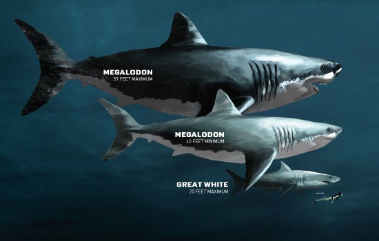 So sánh kích cỡ cá mập hiện đại với các loài thượng cổ như Megalodon