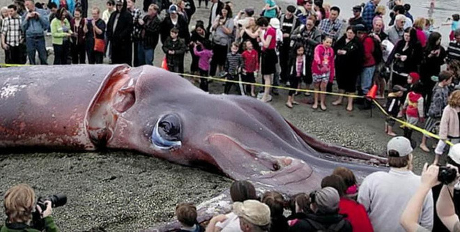 Loài mực khổng lồ 