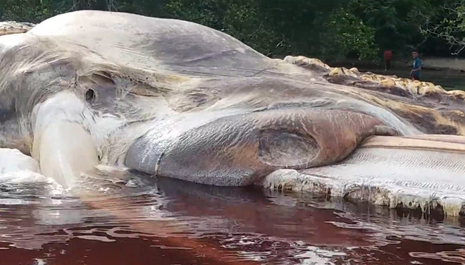  Lai lịch bí ẩn của quái thú khổng lồ dạt vào bờ biển Indonesia 