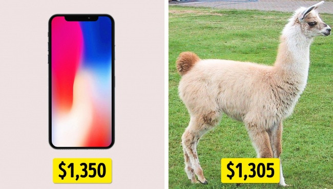 Một chiếc iPhone X = Một con lạc đà Alpaca